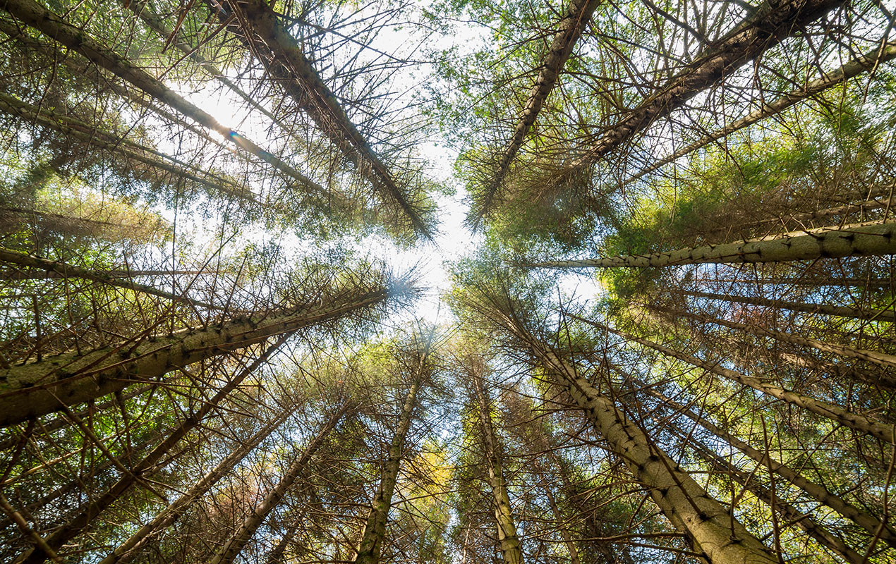 Looking upwards in a forest of tall pine trees.